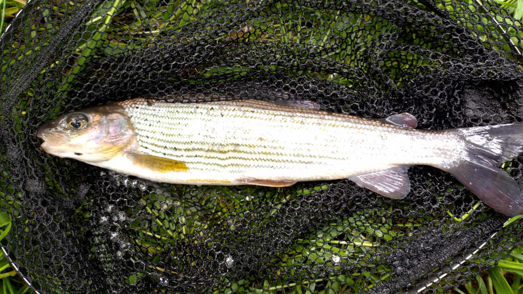 Photo of the good grayling